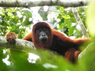 Tambopata Ecolodge - 2