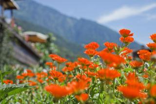 Humblhof - Algund - 1