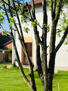 Elma Guesthouse - Alba Iulia - 4