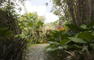 Golden Rock Nevis - 9
