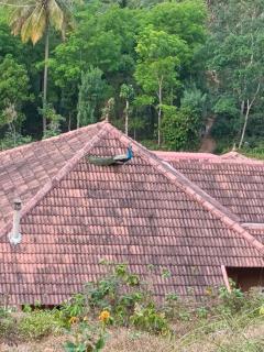 Nila Homestay - Puliyara - 7