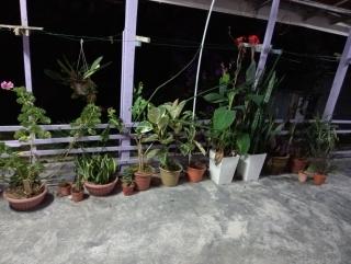 BUDJET HOMESTAY CAMERON HIGHLANDS - Tanah Rata - 4