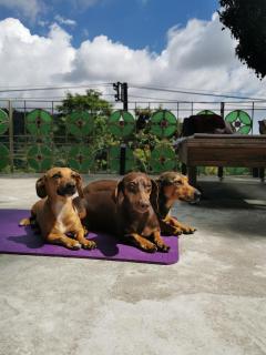 soulrebel rio - Vegan Retreat & SPA - 3