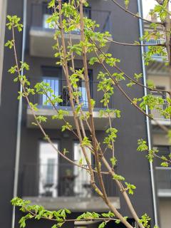 EIWELhome - stilvoll, urban-ruhig schlafen, bahnhofsnah, Balkon - Erfurt - 2