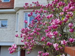 Apartament Magnolia - Sopot - 9