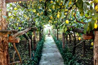 Limoneto di Anna - Maiori - 0