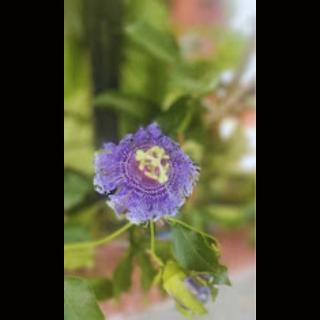 Strawberry County - Panchgani - 6
