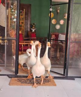 Gulmohar Eco Village Resort - 4