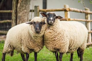 Ferienhof Middenmank - 9