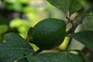 Appartamento per 2 persone con vista sulle Eolie Casa Spisidda "Lipari" - 5