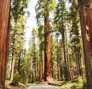 Sequoia Villa - Visalia - 2