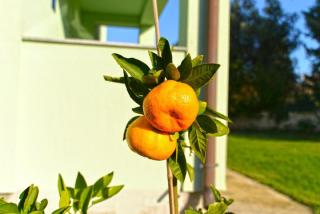 Ferienwohnung für 4 Personen ca 45 qm in Banjole, Istrien Istrische Riviera - Banjole - 8