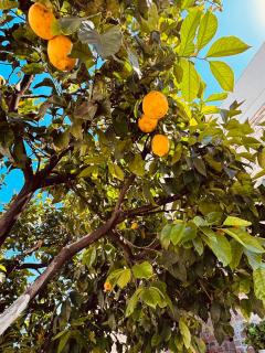 Orfeu apartments Ksamil - 5