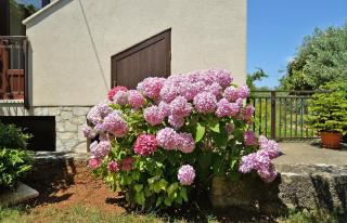Ferienwohnung für 3 Personen ca 35 qm in Stinjan, Istrien Istrische Riviera - Štinjan - 6
