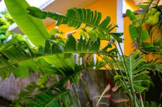 Little Yellow House- AoNang - 1