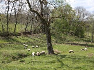 Gîte pour 4 avec terrasse couverte, parking privé et animaux acceptés - FR-1-589-367 - 2