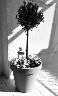 L'ALPILLE - Maison de vacances située à 10 mn à pied du centre ville de St Rémy avec place de parking privative - Saint-Rémy-de-Provence - 2