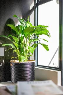 Gem In The Heart Of Sea Point with backup power - Cidade Do Cabo - 5
