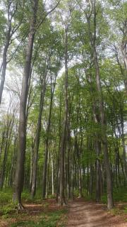 Casuta bunicilor - - 8