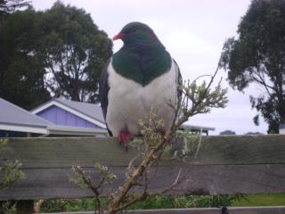 Catlins Newhaven Holiday Park - Owaka - 2