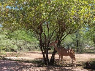 Marloth Cottage - Marloth Park - 3