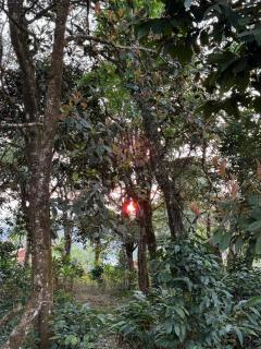 Shrenya Orchidz-Coorg Nature Stay - Madikeri - 2