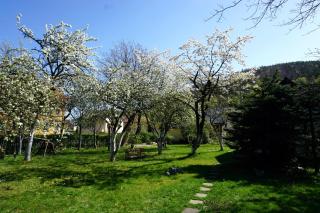 Górski Sad - Bazylia - 8