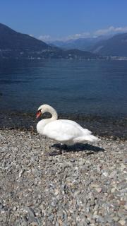 Casa Roccia - Pino Lago Maggiore - 1
