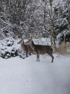 Osmelakowa Dolina - Spalona - 8