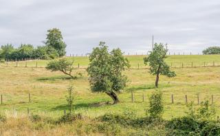 Au pachî d'Emile - Bièvre - 3