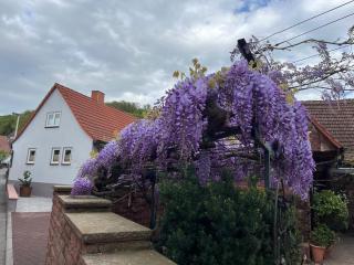 Krönchen - Großheubach - 1