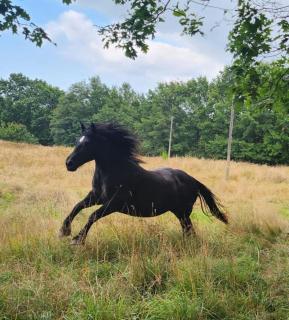 La Longère du cheval noir chambre d'hôtes référence et table d'hôtes, en pleine nature, proche d'une cité médièvale, parking couvert securisé - Saint-Léonard-de-Noblat - 9