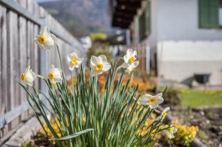 Haus Rieder Paul Apt 1 - Pfalzen - 1