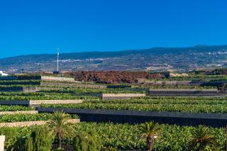 Green House - Modern Villa in Tenerife, Spain - Guía de Isora - 2
