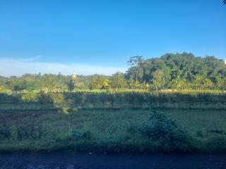 Bujak Termes - Mantang - 2