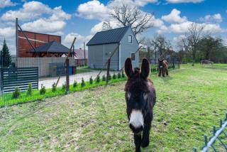 Domek wczasowy z dostępem do Mini zoo Donkeyszot - 5