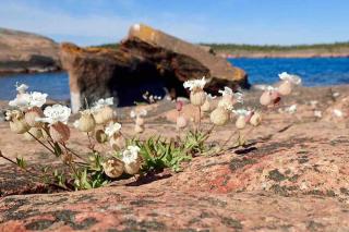 Bastukleven, stuga i Hamnsundets skärgårds idyll - 8