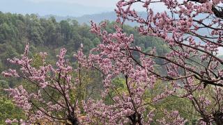 The Umri Lansdowne, 4-bedroom homestay - Lansdowne - 7