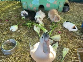 Séjour à la ferme - Jouques - 5