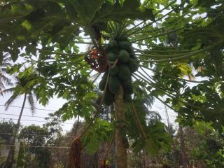 Ashiaana Homestay - Trichūr - 6