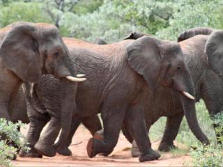 Bushveld Venue - Mabula - 1