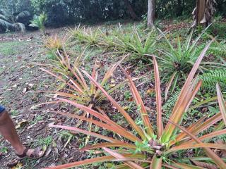 LAGUNA CALDERA LODGE - Siquirres - 9