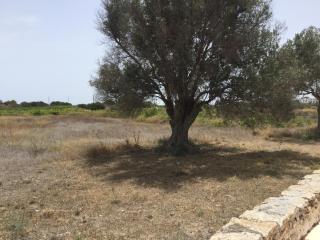 Ca Sa Güela - La Savina - 2