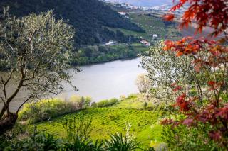 Fraga Douro House, Douro Valley - 6