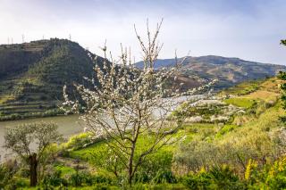 Fraga Douro House, Douro Valley - 7