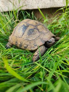 Le gîte de la tortue - Bayeux - 9