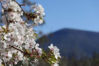 Mountains and Treetops Retreat - Nature Getaway - Lenah Valley - 7