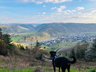 NEU - Ferienwohnungen im Winzergarten - Traben-Trarbach - 6