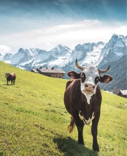 Studio Chinaillon Grand Bornand - Le Grand-Bornand - 2