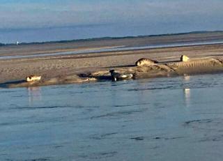 Ma cour Berck/mer - Berck-sur-Mer - 6